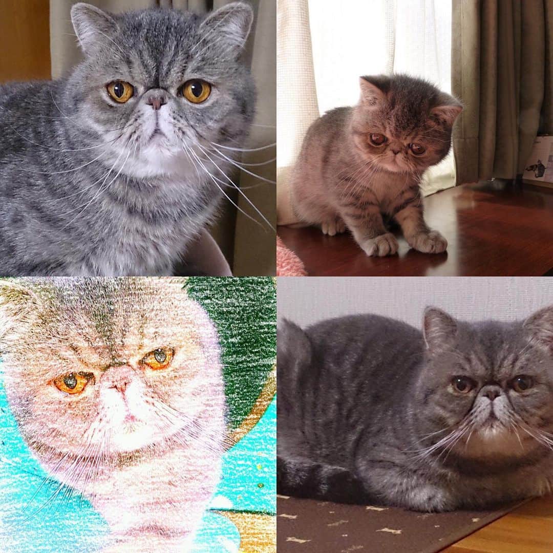 ムスカ(Muska)さんのインスタグラム写真 - (ムスカ(Muska)Instagram)「写真はムスカではなく、マシューという猫。まだ二つの部屋がジム並みの筋トレ道具だらけで、帰宅後は毎晩筋トレ3時間の超マッチョだった男が、猫を飼おうと一転。初めて飼った猫が写真のマシュー。約8年も前のこと。マシューには持病があり1歳半でお星様に。その後に飼ったのが今の飼い猫のムスカ。1歳半の年の差があるのに、マシューとムスカがそっくりな理由は、どちらも同じ父母の間に生まれた猫だから。つまり二匹は兄弟。ブリーダーさんから送られてきた仔猫のマシューを迎えに行ったことや、初めて爪切りしてあげるのが緊張したことを、今でも鮮明に覚えている。」9月16日 15時51分 - exotic_toshi
