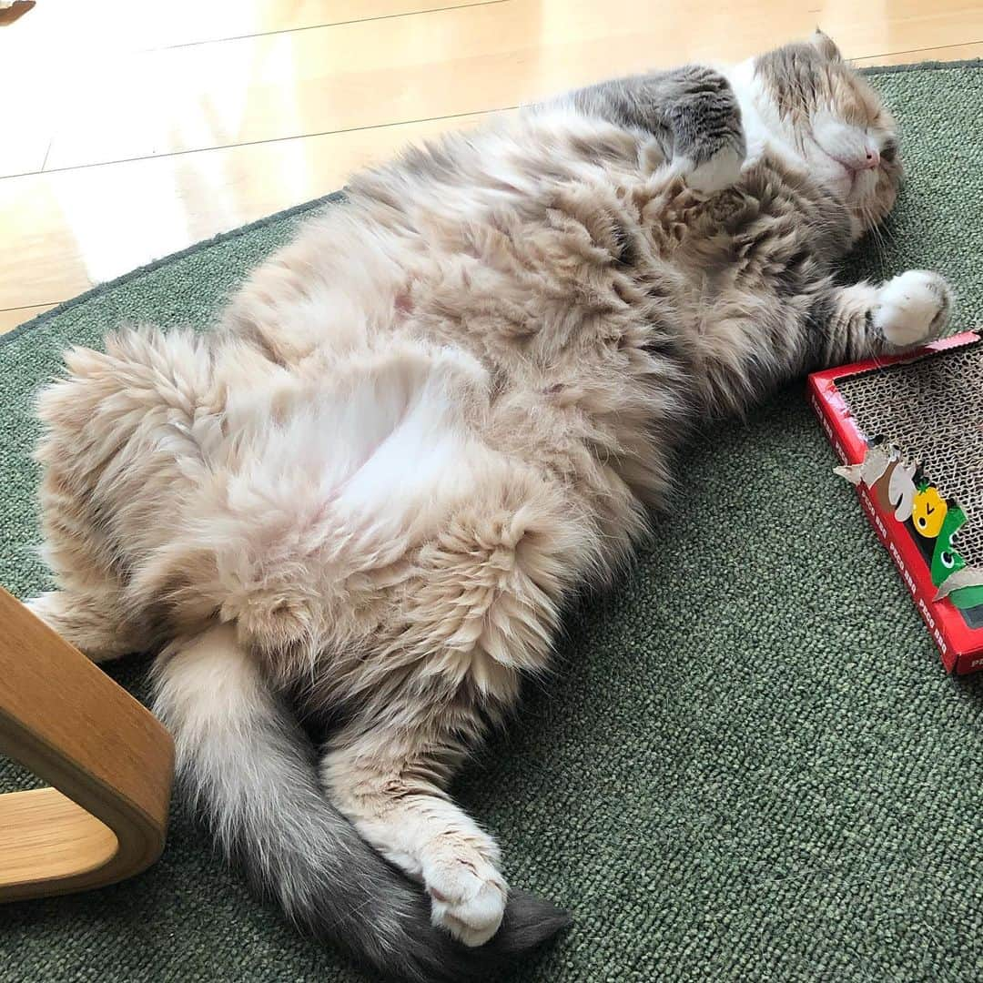 ami____5さんのインスタグラム写真 - (ami____5Instagram)「* おなか ボフボフ😚☁️ * * #猫#ねこ#もふもふ#スコティッシュ#スコティッシュフォールド#三毛#三毛猫#まん丸ねこ部#ねこのいる暮らし  #scottishfold #cat #cats #catstagram #kitten #kitty #kittens #petstagram #petsagram #catoftheday #catsofinstagram #ilovemycat #instagramcats #lovecats #lovekittens #adorable #catlover #instacat #fluffy」9月16日 15時53分 - ami____5