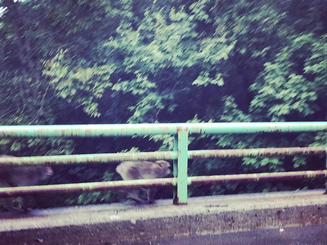 松本英子さんのインスタグラム写真 - (松本英子Instagram)「帰りに野生のお猿さんたち🐒  20匹くらい？？ 遭遇😆  #monkey #沼尻」9月16日 16時15分 - matsumoto__eiko