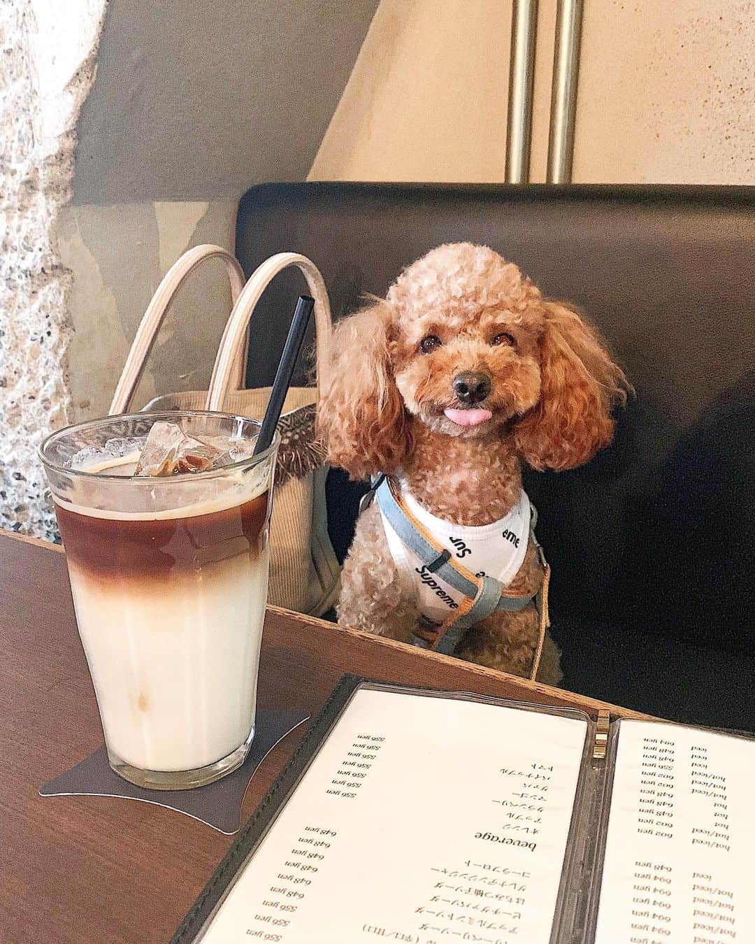 照井和希さんのインスタグラム写真 - (照井和希Instagram)「Cafe time w/ my baby ☕️ ． ． 本日も大人しく座ってくれています。 １日オフの時はずっと一緒にいれて幸せだなぁ 渋谷は人がいっぱいなので くまもワクワクしてる ご様子でスキップバンビちゃん走り😂😂✨ ． ． ． #cafe #coffee #shibuya #カフェ巡り #愛犬 #mydog #myfamily #toypoodle #doggystyles #いぬすたぐらむ #いぬのいる暮らし #いぬ部 #いぬバカ部 #渋谷カフェ #原宿カフェ #東京カフェ #ペットok #いぬばか #トイプードル #トイプードル男の子 #myboy #japan #tokyo」9月16日 16時52分 - kazu24ki