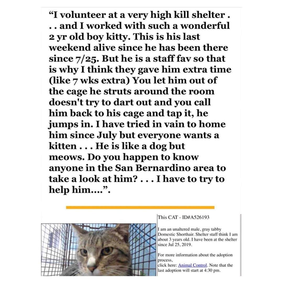 ケリー・オックスフォードさんのインスタグラム写真 - (ケリー・オックスフォードInstagram)「If anyone in LA area has the home for a cat, or to foster a cat, here is a sweet boy who is only has a few days left 😥 Swipe for info...」9月17日 3時20分 - kellyoxford