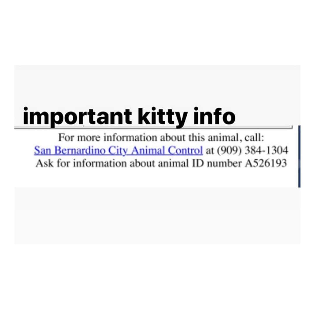 ケリー・オックスフォードさんのインスタグラム写真 - (ケリー・オックスフォードInstagram)「If anyone in LA area has the home for a cat, or to foster a cat, here is a sweet boy who is only has a few days left 😥 Swipe for info...」9月17日 3時20分 - kellyoxford