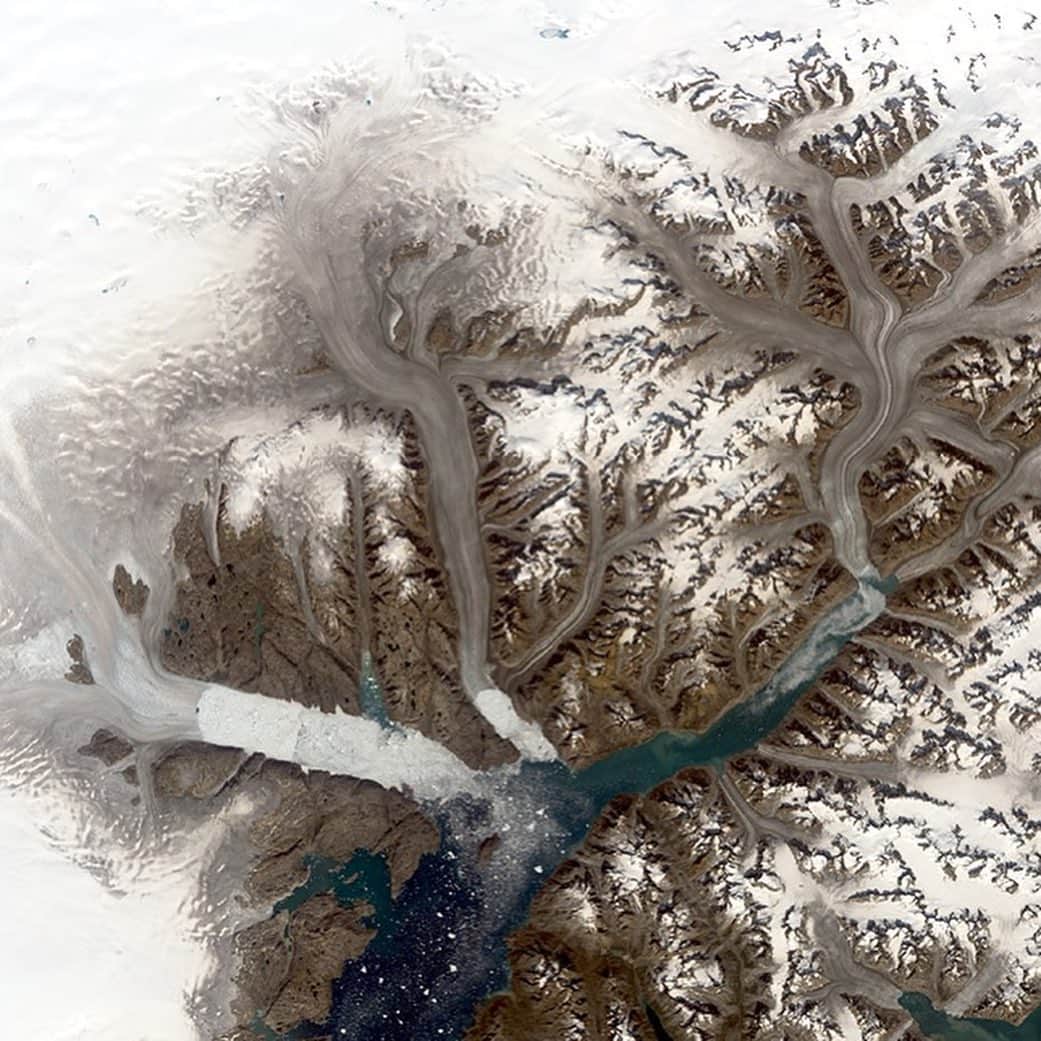 NASAさんのインスタグラム写真 - (NASAInstagram)「❄️Glaciers in southeast Greenland are changing rapidly.  My name is Christopher Shuman and I study ice and glaciers for NASA, here at Goddard’s Cryospheric Sciences Laboratory. I wanted to tell you about these breathtaking images from our Landsat satellites.  This image is a powerful visualization of nearly five decades of change to the ice sheet in this part of East Greenland.  Not only can you clearly see the significant retreat of the calving fronts of several glaciers, you can also see the increased darker color of the ice as major melt events remove snow and compacted snow called firn to reveal bare ice across the ice sheet's edge. There’s a lot more bare rock visible now, which used to be covered with ice.  All these little glaciers are all getting slammed, as well as the bigger ones like Helheim, Fenris and Midgard. There are scores of examples of change just in this one area.  #nasa #ice #glacier #science」9月17日 4時15分 - nasagoddard