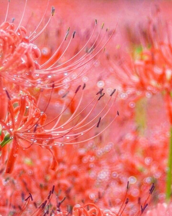 花の写真館のインスタグラム：「Photo by Jun Kawabata.⠀ https://www.facebook.com/profile.php?id=100021766547931⠀ .⠀ Original Post[投稿頂いたURL]⠀ https://www.facebook.com/photo.php?fbid=516165485785665⠀ .⠀ 本アカウントは、 #私の花の写真 をつけてInstagramに投稿された皆さまの花の写真や、「花の写真館」Facebookページで投稿された花の写真を紹介します。⠀ 「花の写真館」Facebookページは、「 @floral.photograph 」のプロフィールにあるURLからご覧ください。⠀ .⠀ #花の写真館 #floralphotograph #floralphoto #flower #flowers #富士フイルム #FUJIFILM⠀ Follow: @floral.photograph」