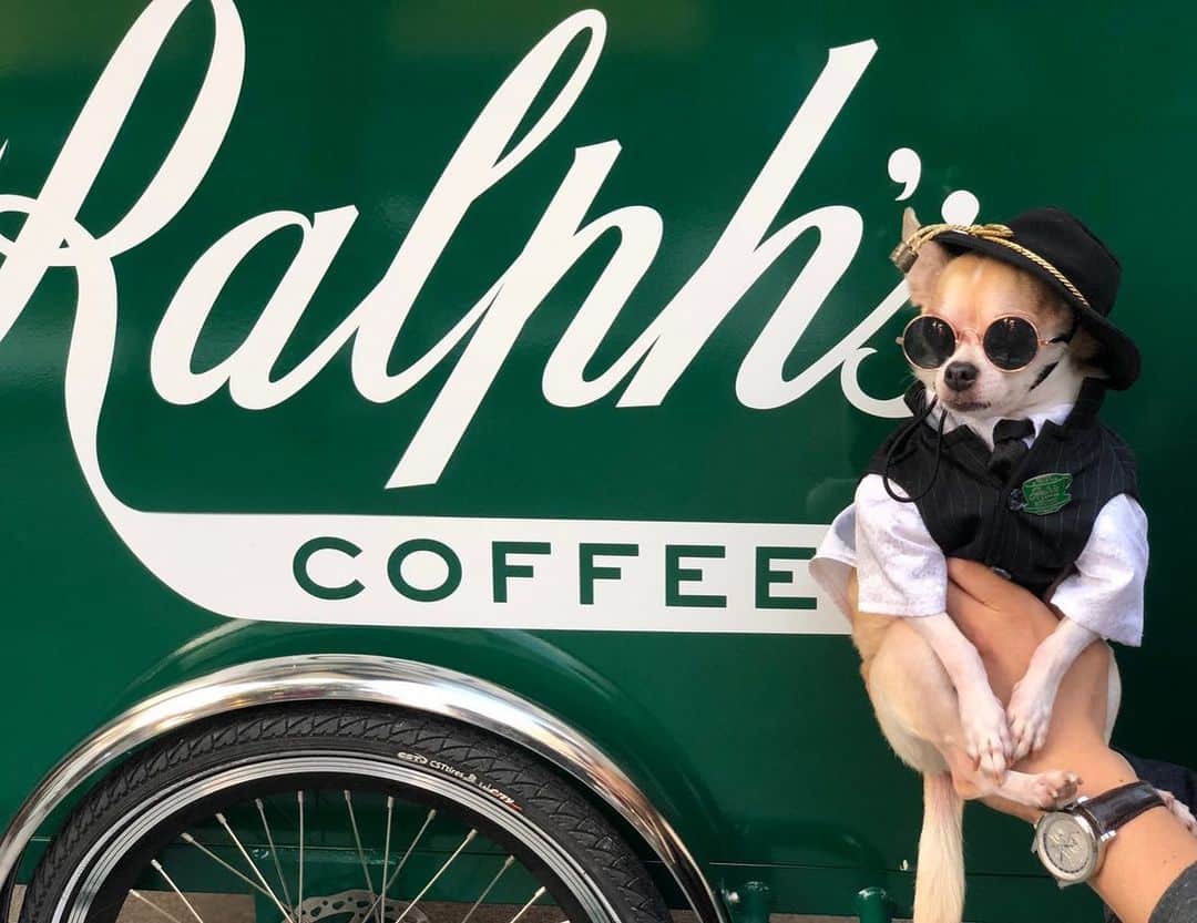 紋次郎さんのインスタグラム写真 - (紋次郎Instagram)「Ralphs coffe ☕️ @ralphscoffee  VFNOでラルフカフェのピンバッチもらったので一日広報活動してきました（笑） たくさんの方にスタッフさんですか？と聞かれました（笑）  ラルフカフェさん、今度行ったら美味しいお水でもご馳走してね🤣  #dog#dogstagram#instadog#chihuahua#barkbox#mydogiscutest#buzzfeed#dog_features#dogsofinstaworld#dogsofinstagram#犬#チワワ#手作り#handmade#着物#fashion#紋次郎一家#チーム茶#ふわもこ部#igersjp#peco犬部#dogsofinstagram#dogfashion#vfno#fno #ralphlauren」9月16日 19時47分 - montjiro