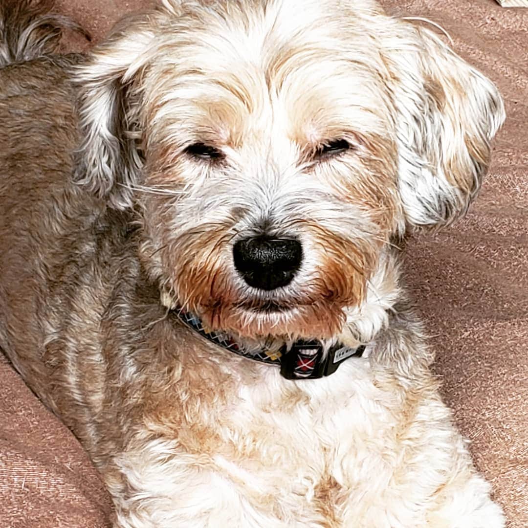 池田香織のインスタグラム：「眩しいイヌ氏🐶  #dog」