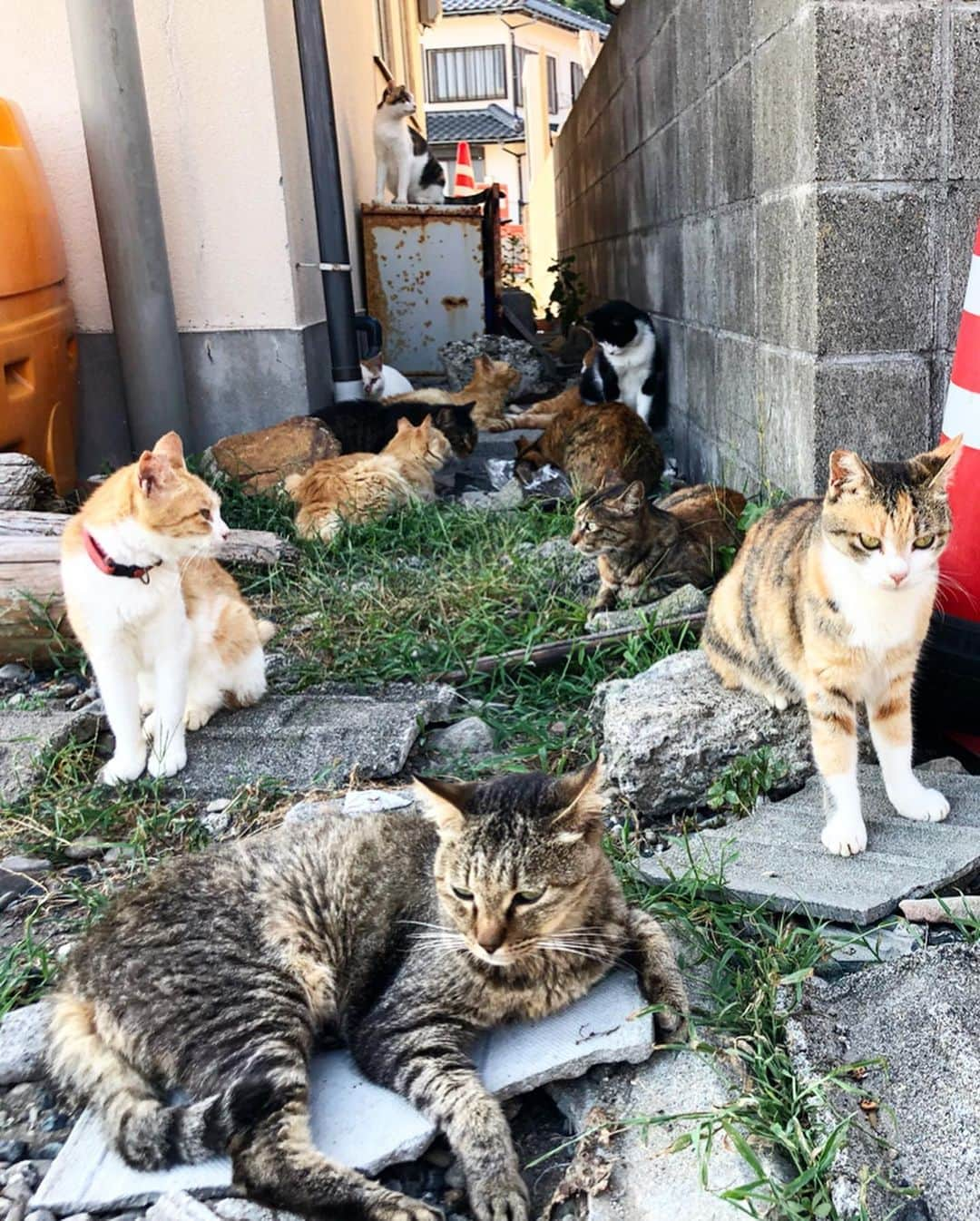 遊海 Yuumiさんのインスタグラム写真 - (遊海 YuumiInstagram)「癒し〜 ♡ 可愛くて愛らしい子達、観光客も多い見たいで、人に甘えに来る子もいました。 いっぱい猫ちゃん達増えてしまった島。無人島になったらどうなるんだろう。。。 複雑な問題ですね。  Healing ~ ♡ many cute and adorable cats. It seems like many tourist go there to see the cats so some of them were so friendly and came to me for pamper. An island where many cats have increased.  What will happens when it becomes a unpopulated island?! Its a complicated problem. ♡ banyak kucing yang comel . kelihatan seperti banyak pelancong pergi ke sana untuk melihat kucing sehingga beberapa daripada mereka sangat ramah dan datang kepada saya untuk memanjakan. Sebuah pulau di mana banyak kucing telah meningkat.  Masalahnya yang rumit... #青島 #青島猫 #青島猫島 #aoshima #aoshimacatisland #catisland #aoshimacat #love #cats #animal #peace #life #preciouslife #Youmeforanimals #ehime #ehimeprefecture #愛媛県  愛媛 #伊予長浜 #日本 #japan #animallove #catlove #supportanimals #lovetoanimals #lovecats #動物愛護 #猫 #猫好き」9月16日 19時49分 - yuumi_kato