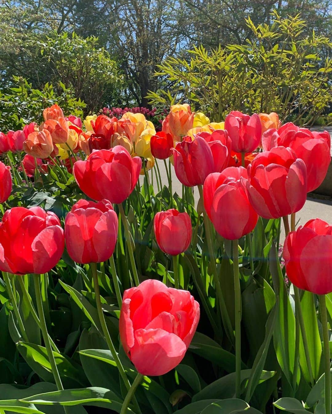 本郷理華のインスタグラム：「🌷🌷🌷 すごく綺麗な場所でした✨」