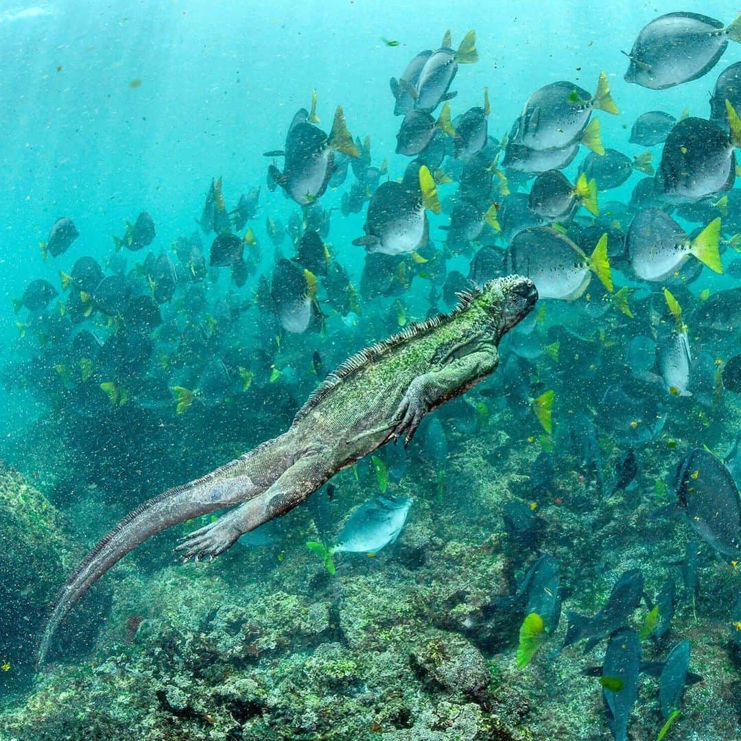 のインスタグラム：「Long before I started work on my @natgeo Galapagos story I envisioned making a photograph that would juxtapose a marine iguana with a school of fish. Transforming the scene lodged in my mind into reality took many hours, over many days, following a school of surgeon fish. It was only towards the end of my stay at a remote spot that a marine iguana finally swam through the frame and I got the image. Shot on assignment for @NatGeo in collaboration with @parquegalapagos @charlesdarwinfoundation @pelayosalinas #galapagos #marineiguana #iguana #underwaterphotograpy #ecuador」