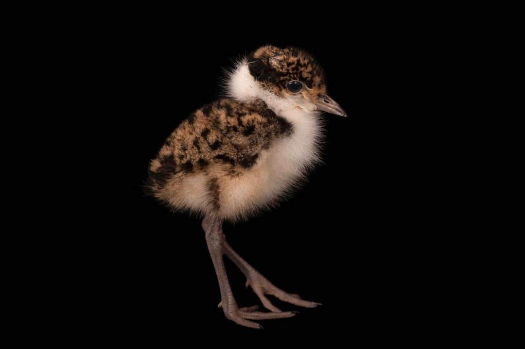 Joel Sartoreさんのインスタグラム写真 - (Joel SartoreInstagram)「You can’t see it yet, but over time this masked lapwing chick will grow a bright yellow mask that will cover most of its face, just like the adults in the second photo @columbuszoo. These beautiful birds are common throughout northern, central and eastern Australia, and are also found in Indonesia, New Guinea, New Caledonia and New Zealand. While it has a preference for marshes, mudflats, beaches and grasslands, it can also be seen in urban landscapes. In areas where the birds are used to human presence, they may tolerate close interactions, but in most cases the species will shy away from people, especially during nesting season. In an attempt to protect their nest, adults will dive on intruders, or act as though they have a broken wing in an attempt to lure the intruder away. To protect this and other plover species in the wild, always keep a safe distance away from nests, and keep your dog on a leash - this helps keep the stress level of adult birds low, as they may otherwise perceive you and your pup as a threat. #ploverappreciationday #maskedlapwing #chick #cute #yellow #protectthenest #PhotoArk #savetogether」9月16日 20時34分 - joelsartore