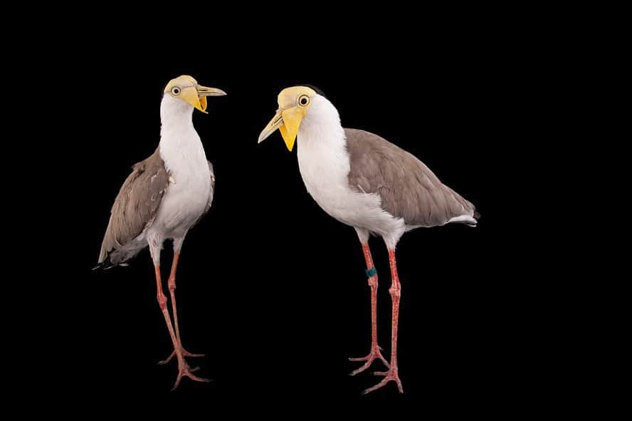 Joel Sartoreさんのインスタグラム写真 - (Joel SartoreInstagram)「You can’t see it yet, but over time this masked lapwing chick will grow a bright yellow mask that will cover most of its face, just like the adults in the second photo @columbuszoo. These beautiful birds are common throughout northern, central and eastern Australia, and are also found in Indonesia, New Guinea, New Caledonia and New Zealand. While it has a preference for marshes, mudflats, beaches and grasslands, it can also be seen in urban landscapes. In areas where the birds are used to human presence, they may tolerate close interactions, but in most cases the species will shy away from people, especially during nesting season. In an attempt to protect their nest, adults will dive on intruders, or act as though they have a broken wing in an attempt to lure the intruder away. To protect this and other plover species in the wild, always keep a safe distance away from nests, and keep your dog on a leash - this helps keep the stress level of adult birds low, as they may otherwise perceive you and your pup as a threat. #ploverappreciationday #maskedlapwing #chick #cute #yellow #protectthenest #PhotoArk #savetogether」9月16日 20時34分 - joelsartore