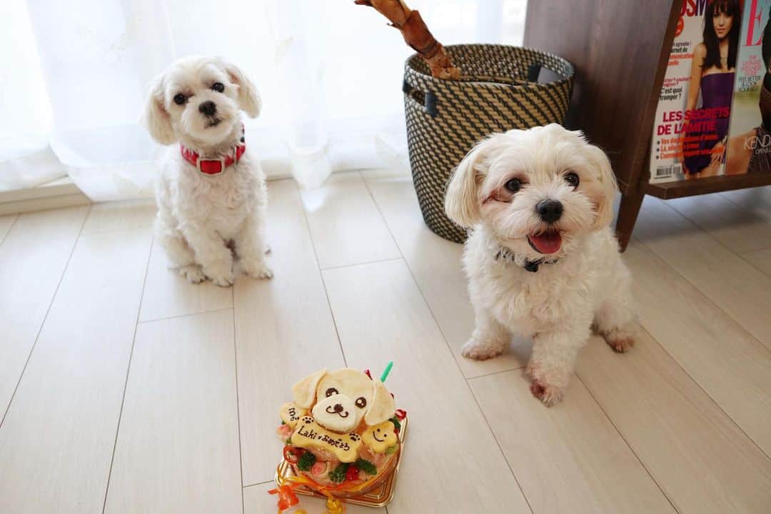 七菜香さんのインスタグラム写真 - (七菜香Instagram)「Happy birthday Laki🐶💕 ラキと出逢えて早3年🙈✨ ずっとずっとbabyでストーカーで可愛すぎる♡← こりくが1人遊びしたりできるようになるまで もうしばらく寂しい思いさせてしまうかもやけど 変わらずだいすきよ💓 長生きしてね！ 可愛すぎて写真選びきれなかった🤦🏼‍♀️🤦🏼‍♀️w ・ ・ ・ ・ ・ ・ ・ #happybirthday #3rdbirthday #family #dog #Maltese #sweetie #kawaii #instaanimals #instagood #ラキ #誕生日 #おめでとう #🎂 #💕」9月16日 20時49分 - nanaka0118