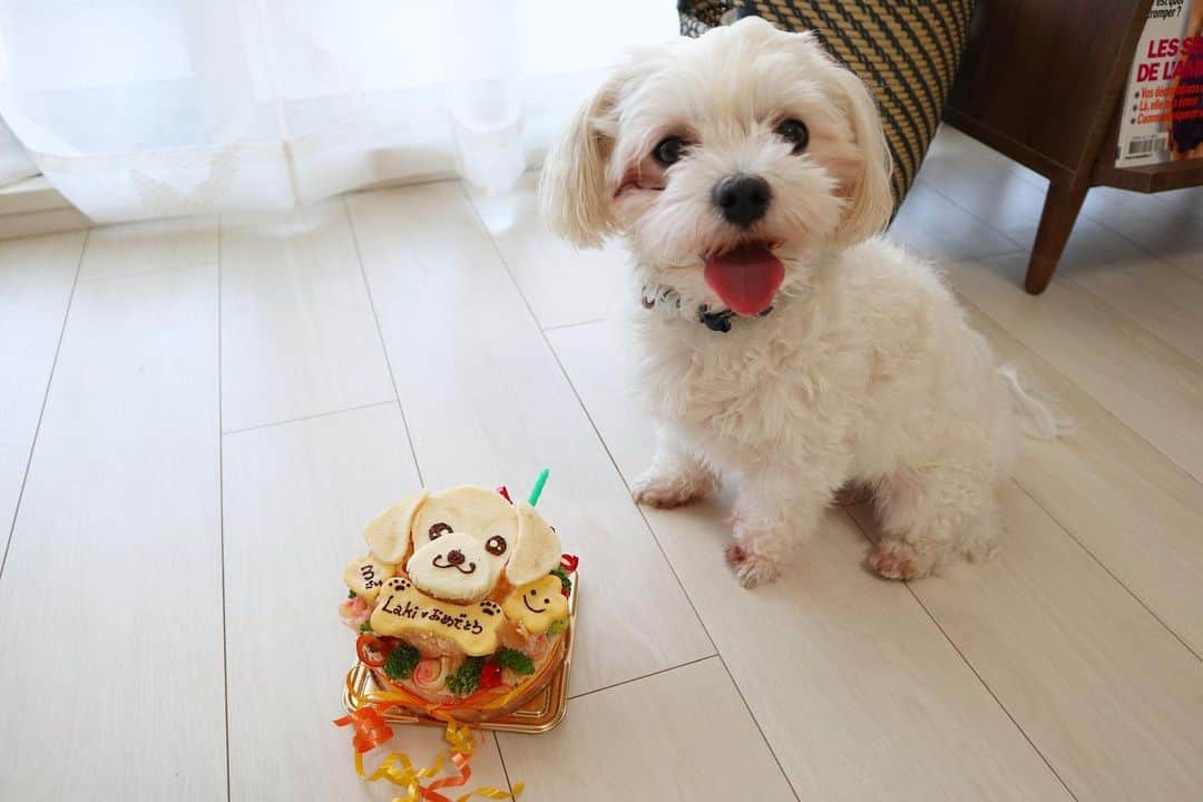 七菜香さんのインスタグラム写真 - (七菜香Instagram)「Happy birthday Laki🐶💕 ラキと出逢えて早3年🙈✨ ずっとずっとbabyでストーカーで可愛すぎる♡← こりくが1人遊びしたりできるようになるまで もうしばらく寂しい思いさせてしまうかもやけど 変わらずだいすきよ💓 長生きしてね！ 可愛すぎて写真選びきれなかった🤦🏼‍♀️🤦🏼‍♀️w ・ ・ ・ ・ ・ ・ ・ #happybirthday #3rdbirthday #family #dog #Maltese #sweetie #kawaii #instaanimals #instagood #ラキ #誕生日 #おめでとう #🎂 #💕」9月16日 20時49分 - nanaka0118