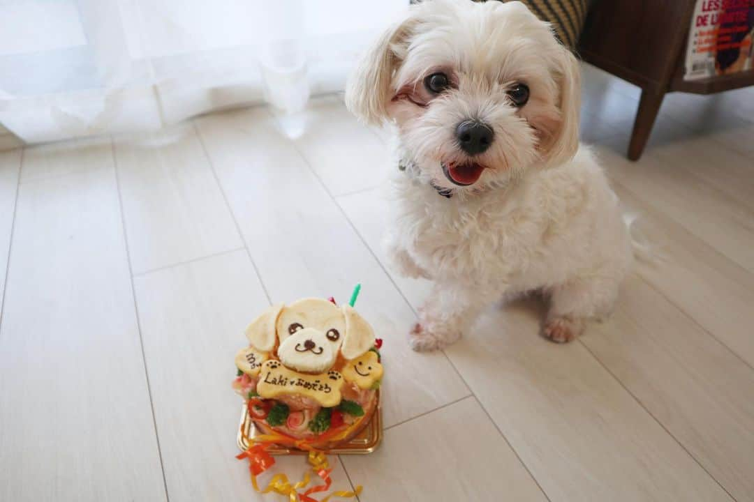 七菜香さんのインスタグラム写真 - (七菜香Instagram)「Happy birthday Laki🐶💕 ラキと出逢えて早3年🙈✨ ずっとずっとbabyでストーカーで可愛すぎる♡← こりくが1人遊びしたりできるようになるまで もうしばらく寂しい思いさせてしまうかもやけど 変わらずだいすきよ💓 長生きしてね！ 可愛すぎて写真選びきれなかった🤦🏼‍♀️🤦🏼‍♀️w ・ ・ ・ ・ ・ ・ ・ #happybirthday #3rdbirthday #family #dog #Maltese #sweetie #kawaii #instaanimals #instagood #ラキ #誕生日 #おめでとう #🎂 #💕」9月16日 20時49分 - nanaka0118