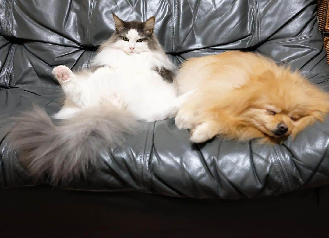 Hanaさんのインスタグラム写真 - (HanaInstagram)「ブログ更新しました♪ プロフィールから飛べます🚀 http://kedamakyoudai.blog.jp/ * ダラダラきょうだい * * #NorwegianForestCat#Pomeranian#japan#catlover#doglover#dogs#cat#Kawaii#fluffy#pom#fluffydog#catsofinstagram#dogsofinstagram#fluffycat#ノルウェージャンフォレストキャット#ポメラニアン#pecoいぬ部#ペコねこ部#犬と猫のいる暮らし#かわいい#cute#cutecat#cutedog#funny#funnydog#funnycat#いぬのきもち#ねこのきもち#もふもふ」9月16日 20時51分 - mofu2family