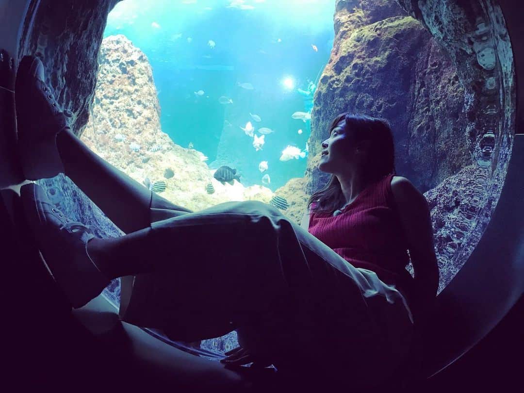 石橋美希さんのインスタグラム写真 - (石橋美希Instagram)「今週のE5いい旅は 新江ノ島水族館 通称「えのすい」🐠 クラゲの展示やイルカショーなど いまや水族館になくてはならない アイデアの先駆けをしてきた水族館です🐬✨ 一足入れば、そこはまるでファンタジーのような世界が… 世界発！江の島名物の○○の展示もみどころです👀🌟 #えのすい #新江ノ島水族館 #気分はマーメイド #イルカショー #クラゲに癒された #映える #E5いい旅 #今夜10時49分 #めんこいテレビ #アナウンサー #石橋美希 #youtubeもみてね」9月16日 20時59分 - miki_ishibashi_mit