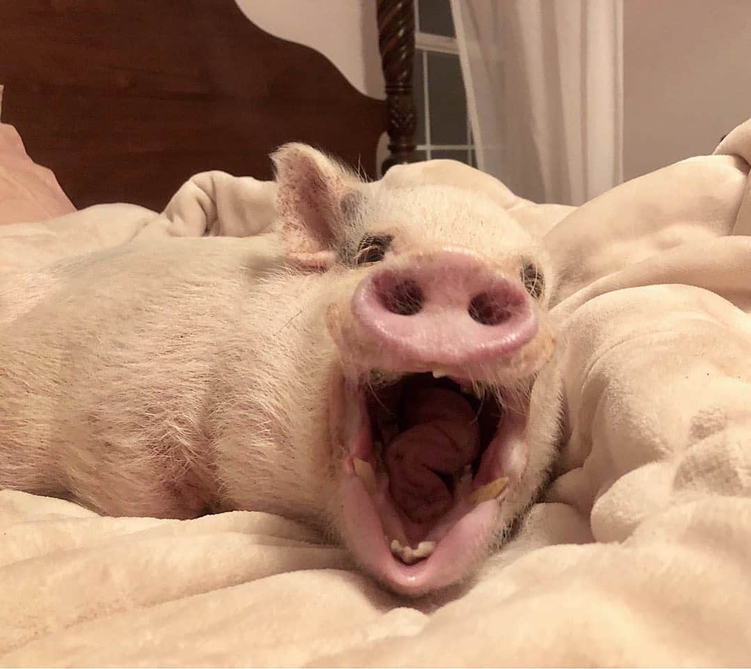 のインスタグラム：「Silly Pop when the alarm went off this morning! Happy Monday everyone!🐷⏰#mondaymood #fivemoreminutes #pigsinablanket #SillyPop #PrissyandPop」
