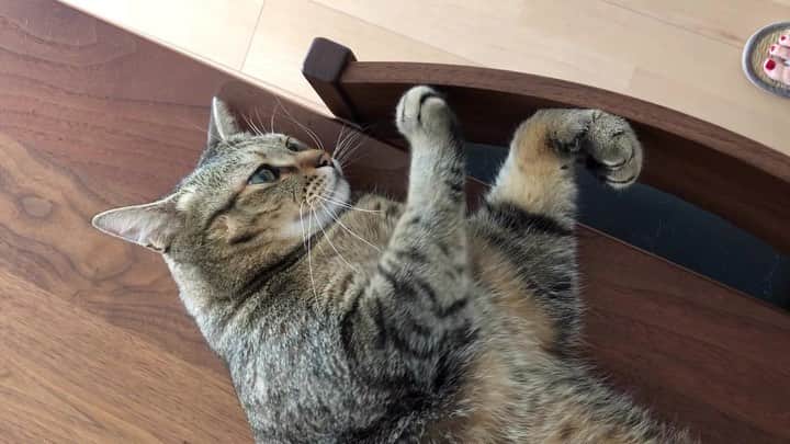 のインスタグラム：「先日の昼間のこと。 . . . #ちゃんた945日目 #猫 #ねこ #cat #cats #love #chat #ilovecat #instacat #catlover #cute #catoftheday #tigre #mignon #cats_of_instagram  #catsofinstagram #catstagram #browntabby #愛猫 #保護猫 #被災猫 #キジ猫 #キジトラ」