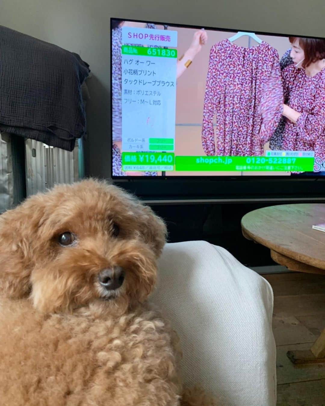 masakiさんのインスタグラム写真 - (masakiInstagram)「かーちゃんの生放送📣 犬は爆睡、とーちゃんは違うTVでマラソンドキュメンタリー番組を。 だーれも観てない森家。 shop channelをご覧になってくれた優しい皆様、 お付き合いありがとうございました。 オーダーいただいた方、商品到着をたのしみに待っていてくださいね♡ 長い時間かけて準備した自信作です。 気に入ってくれることを願って♡」9月16日 21時54分 - mogurapicassowols