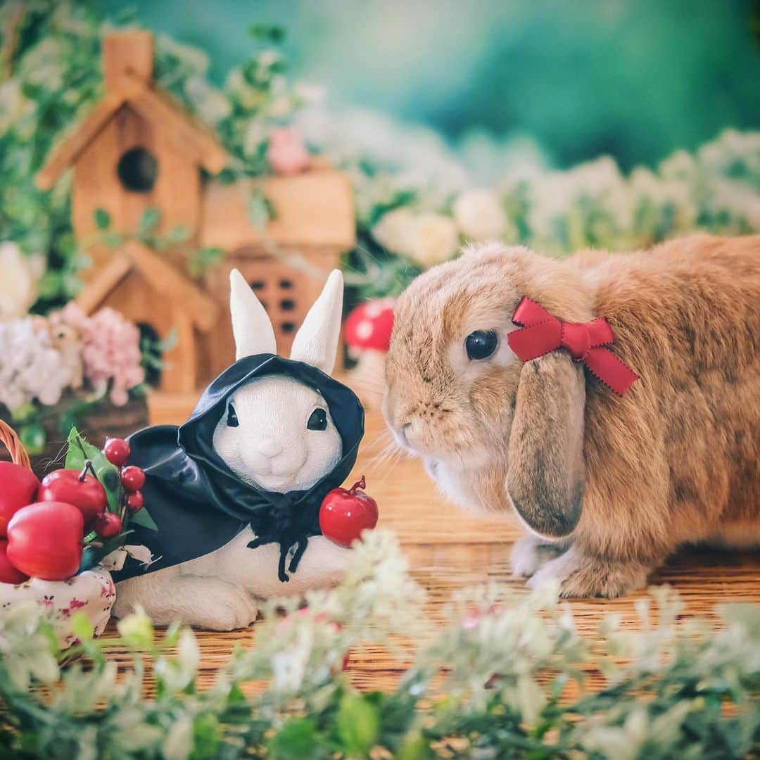 のインスタグラム：「うさぎしんぼる展はもう皆様いかれたでしょうか😚 今回の展示はいつもよりグレードアップして初の試みのウサギのオブジェを展示しております✨ 試作を重ねた結果1M超えるサイズに😂 英字の紙も搬入前日に染めるというギリギリっぷりでしたが、、😅 会場に行かれる方はぜひぜひ見ていってくださいね✨ 【おしらせ】 @usagitocafe  さんで開催させて頂いている10月の撮影会の予約が始まりました😄 テーマはスノーホワイトの森🍎 絵本の世界へようこそ✨ ＊ ＊ ＊ #うさぎ #rabbit #bunny #ふわもこ部  #WeeklyFluff #igersjp  #tokyocameraclub #東京カメラ部  #神戸カメラ部  #bunnystagram  #うさぎ部 #ホーランドロップ #hollandlop  #ファインダー越しの私の世界 #art_of_japan #aoj_bokeh」