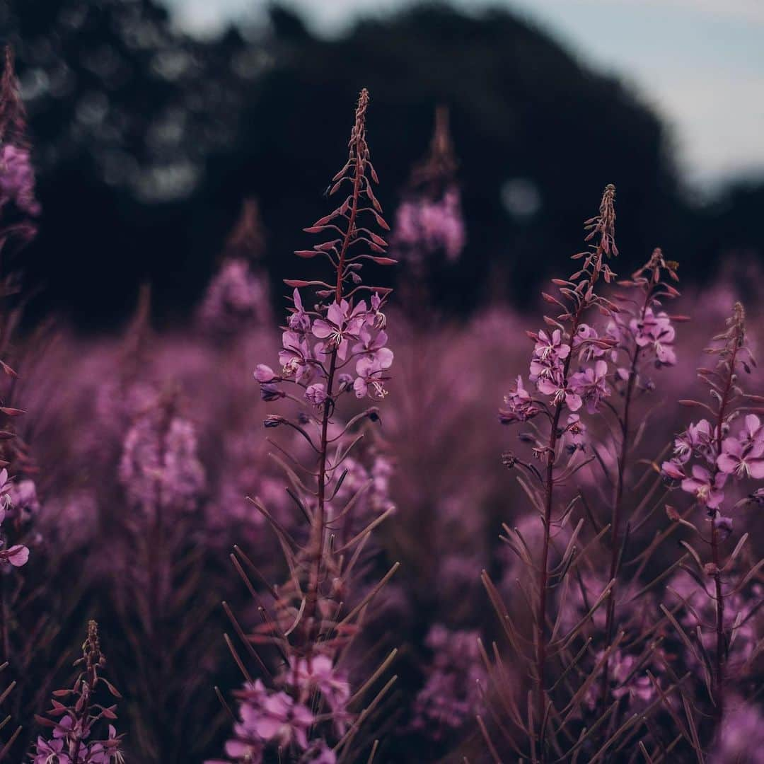 Our Food Storiesさんのインスタグラム写真 - (Our Food StoriesInstagram)「Can‘t get enough of these beauties 🌸 See more of this beautiful flower field and get the recipe for the most delicious gluten-free plum cake on the blog, link is in profile😋 Happy Monday guys! #ourfoodstories ____ #flowerfield #flowerfields #visitskane #visitsweden #blooooms #flowers🌸 #gardeninspiration #gardenlife #gardenista #summervibes #diewocheaufinstagram #theweekoninstagram #fellowmag #simplejoys #verilymoment」9月16日 22時06分 - _foodstories_