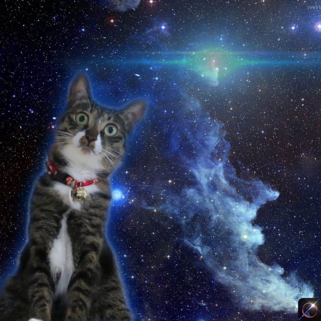 takegaeruさんのインスタグラム写真 - (takegaeruInstagram)「『あぁアムロ、刻（とき）が見える』 そうだよ、てんちゃんの言う通りだよ #機動戦士てんちゃん #ニュータイプ #宇宙猫 #spacecat  #猫 #cat #よもねこ #よもぎねこ #キジトラ #きじとら」9月16日 22時07分 - takegaeru