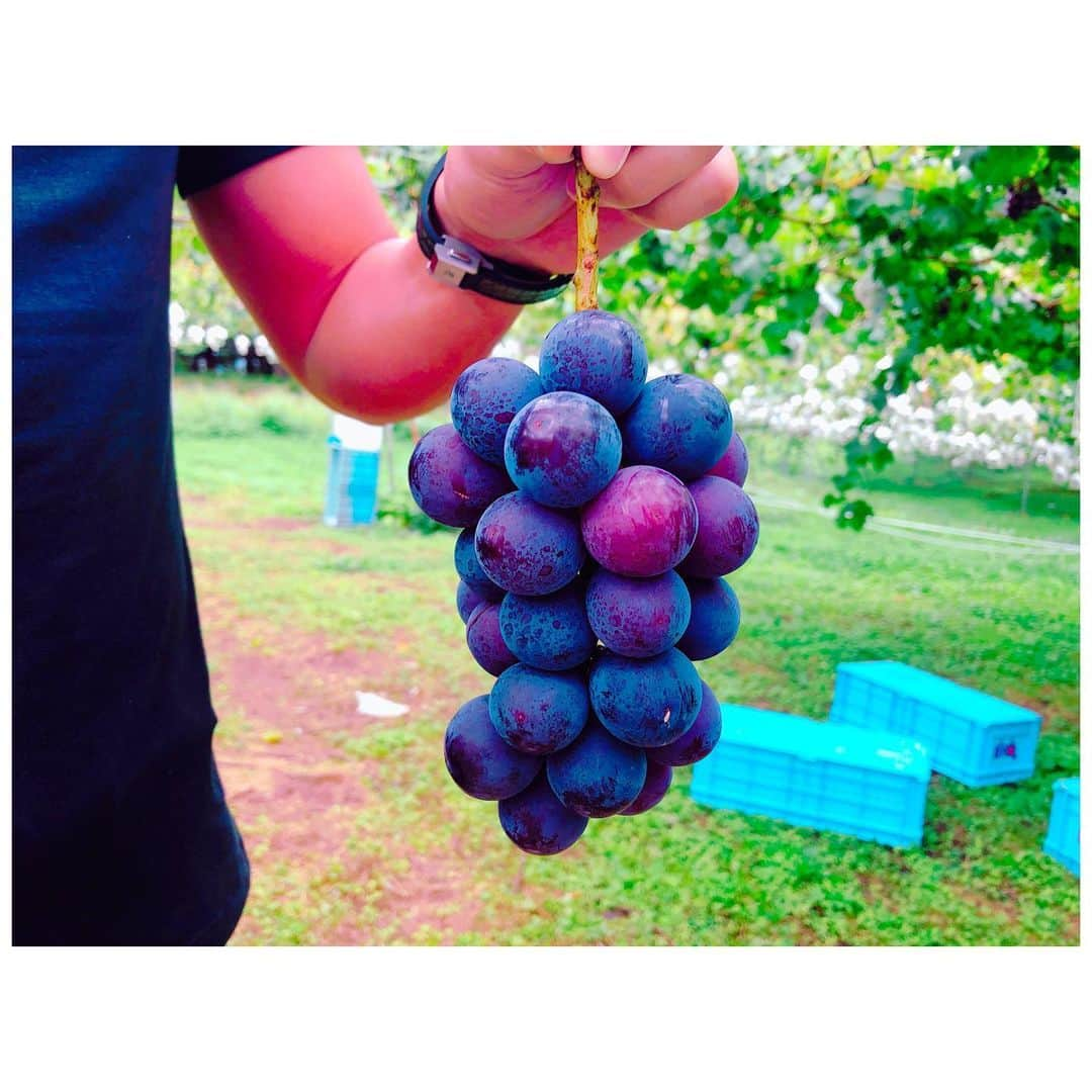 小川麻衣子さんのインスタグラム写真 - (小川麻衣子Instagram)「♪ . バス旅🚌in 長野🍇🍁 相方さんと1泊2日の旅行に行ってきました☺️ バス旅は前からお父さんと良く日帰りで行ってたけど、今回泊まりでは初でした！ 直前までどうするか全く決まってなかったけど、無事に決まって行けてよかった✨ . とりあえず気候が良くて空気がとてもキレイで癒されたよー😃 . 次はどこ行こうかね😆 とりあえずはよー手術して元気になってくださいよ🙄 . #トレーニング女子 #筋肉美 #筋肉女子 #腹筋女子 #筋トレ女子 #30代女子 #ストイック女子 #ボディメイク #フィットネスライフ #フィットネスガール #モデル #ワークアウト #workout #トレーニング #training #fitness #fitnessgirl #ootd」9月16日 22時08分 - maiko_ogawa