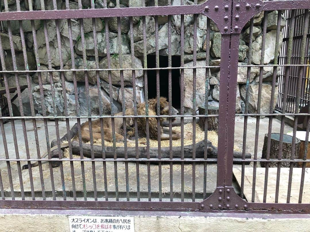 東條麻依子さんのインスタグラム写真 - (東條麻依子Instagram)「. 開園から66年を迎える岡山市の池田動物園には、 長寿の動物が数多くいます！ 1日でも長生きしてもらいたい。そんな思いで動物の 健康を支える飼育員を取材しました！😊 . 写真は、先月31日に行われたライオンのモジローくんの 20歳の誕生日会です！🦁 人間でいうと70歳から80歳だそうですよ！ . 明日17時15分からの TSCnews5で放送します📺 チャンネルは7チャンに！ . #池田動物園#長寿の秘密#飼育員さんの努力#ぜひご覧ください#テレビせとうち#7チャンネル#TSCnews5」9月16日 22時54分 - maiko_tojo
