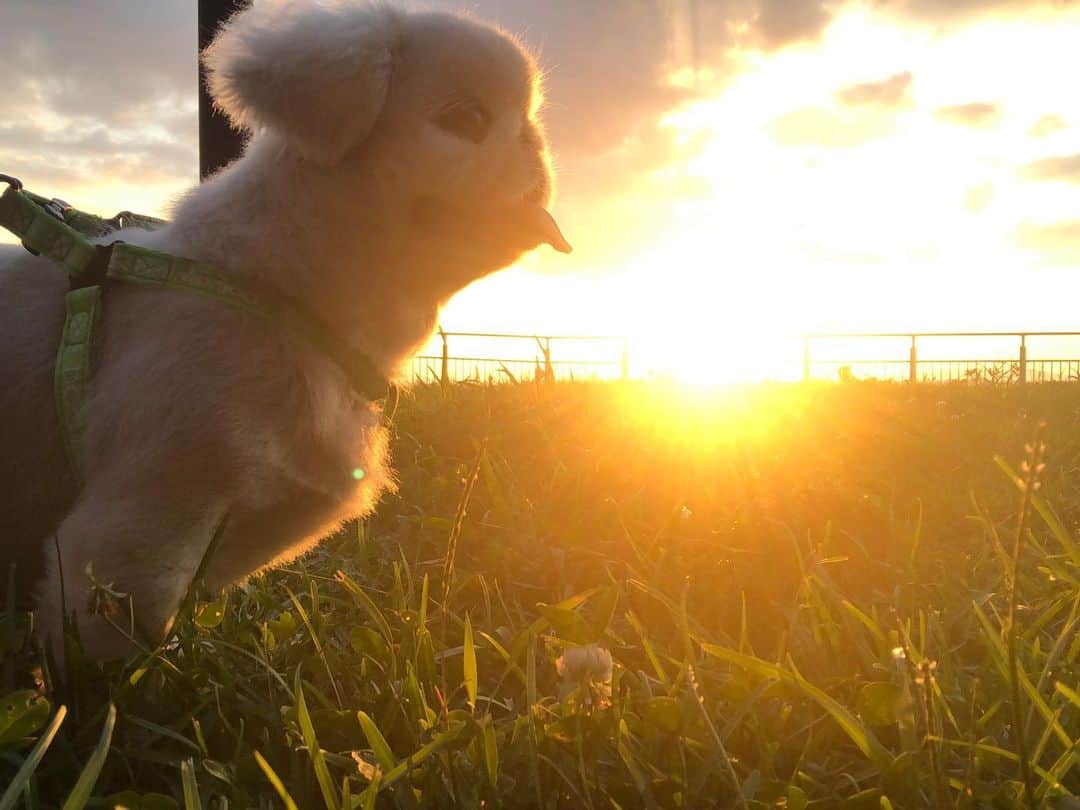 こなつのインスタグラム：「Sunsetにーず🧡💛🧡💛🧡」