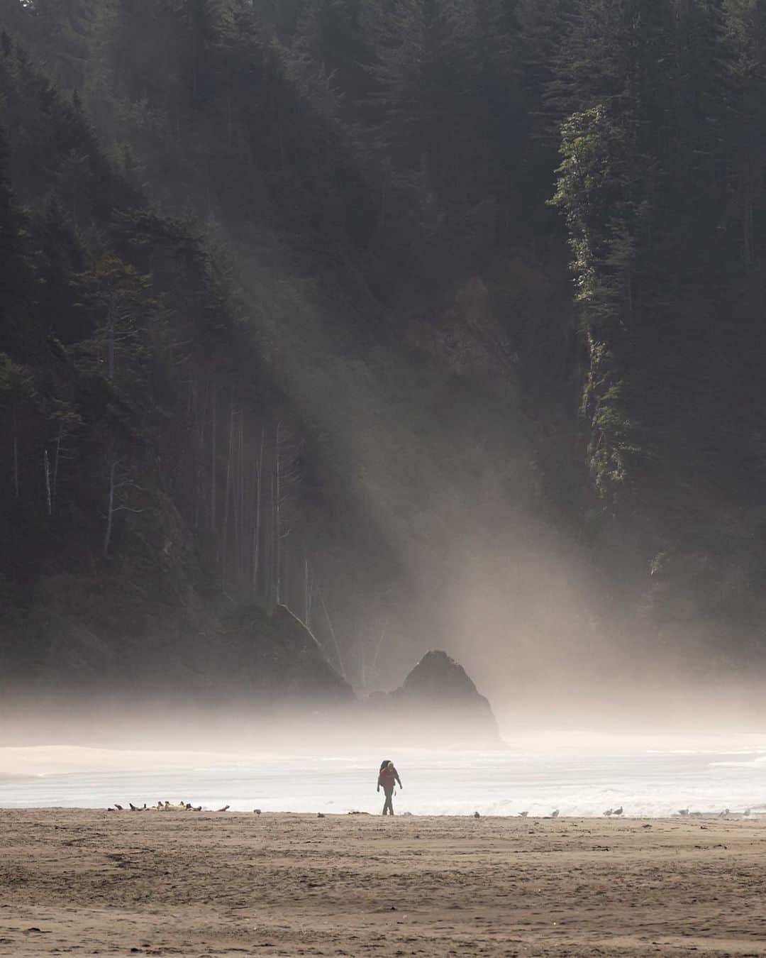 エディー・バウアーさんのインスタグラム写真 - (エディー・バウアーInstagram)「Hi everyone, #ebcontributor @nickrlake here! When most people think about adventuring in the Pacific Northwest they envision mountains and valleys, rivers and glaciers.  But there’s a whole other world to explore where the Pacific Ocean meets the North American continent. So a group of friends and I took to the beach this August for a weekend on the Washington Coast at Olympic National Park’s Second Beach to discover this unique landscape. ⁣ ⁣ Since the hike to the beach is less than a mile long with minimal elevation gain, we decided to go all out on our food setup (more on that later) and include a few more luxuries than we normally would on a backpacking trip.  Once out on the beach we were treated to a beautiful afternoon exploring tidepools, watching eagles circle over the bluffs, and a stunning sunset.  Be sure to check out more from this trip on @eddiebauer stories today and be on the lookout tomorrow for the recipe for one of our favorite meals from this adventure.  #WhyIHike #liveyouradventure」9月16日 23時31分 - eddiebauer