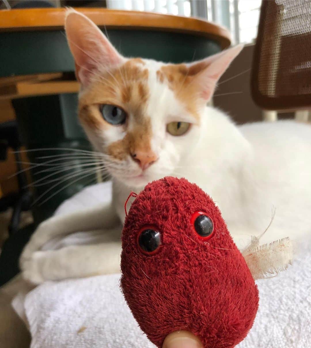 Richard Kittyさんのインスタグラム写真 - (Richard KittyInstagram)「This is Richard’s favorite toy. He plays with it wildly every night, so it’s a mystery where we’ll find it in the house every morning. It was a gift from a friend, part of a set of plush toys all shaped like different bacteria (sounds gross, but they look really cute!) called @GiantMicrobes. This red microbe plushy has emerged as his #1.」9月17日 0時10分 - richard_kitty