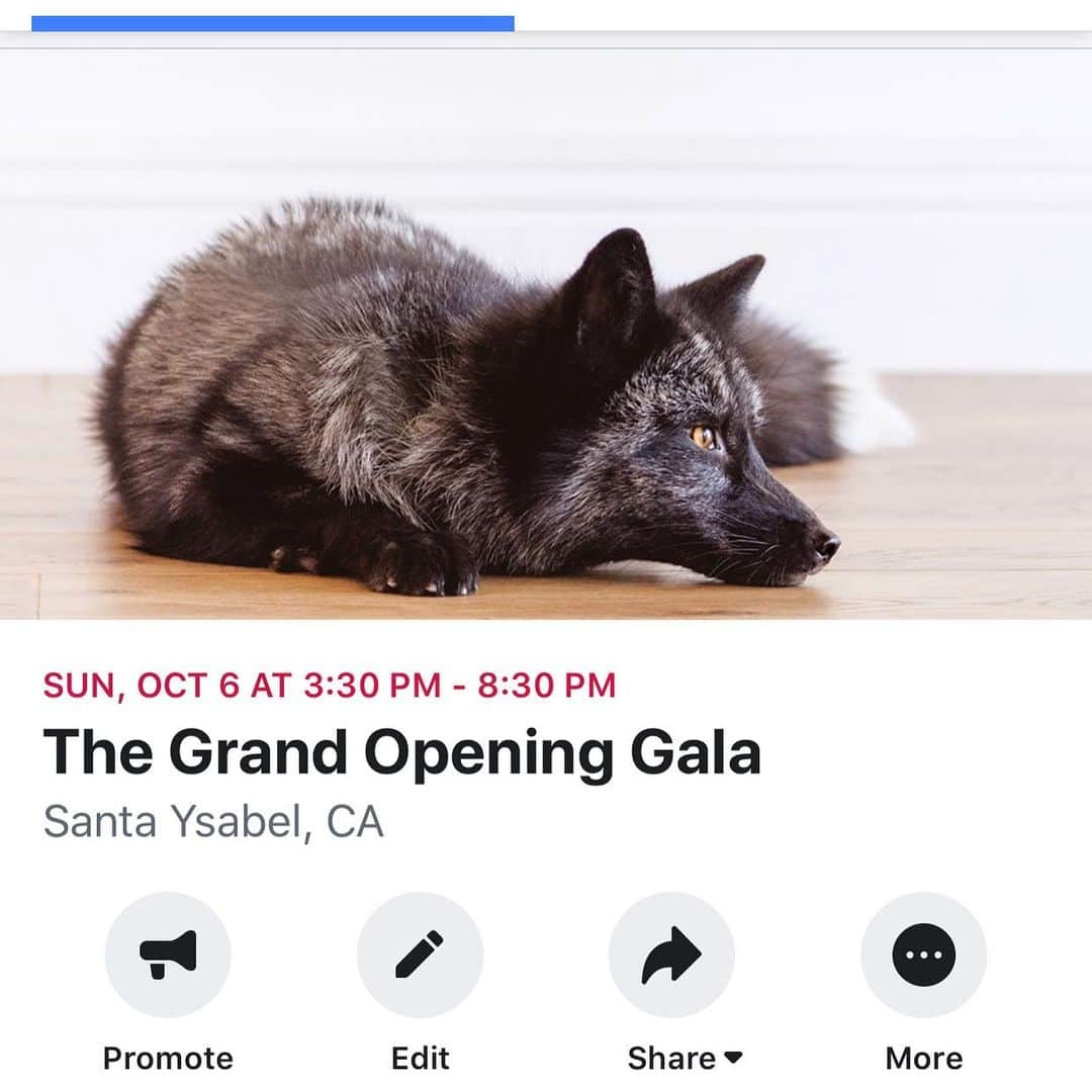 のインスタグラム：「THE GALA!!!! 💃🕺🐺🐕🦊 Foxes, Wolves, and Dogs come together for Canid Conservation!! Sunday Oct 6, 2019 4:30-8:30  Please Join the JABCECC for an evening of celebration! So many of you have walked hand and hand with us throughout this journey and we cannot be more excited to celebrate our Grand Opening with you. The evening will bring together people from all over the world to share in our love for canids  General Admission: 🥦🥗A gourmet Culinary experience by @sandiegosustainablechef from @jeremysonthehill (Gluten free and vegan options available!) . 🎂 Exclusive gourmet fox cake and Siberian Cupcakes by @_.stephssweets._ . Two Ambassador inspired Signature drinks sponsored by @cutwaterspirits and @lostabbey  Silent Auction Live music by Nova Charle and @breejonesband  Ambassador Primitive dogs, the famous Belyaev foxes, and wolf Ambassadors  VIP ACCESS Everything included in General Admission plus Lake view seating Special parking access VIP early access 3:30-4:30 take a photo with a fox or wolf ambassador Swag box created by @parcelsandbliss . Come join us to celebrate man’s best friend and friends of foxes!! . Silent auction donations from @brinkmanph @alastinskincare @sabrina.fabi @nicolewildeaboutdogs @amyshuttphoto @clivewynne @menis_art @delorimier_winery @blackwolffleather @desertfaerieproducts and many more!!! If you would like to donate and be listed, please confirm shipment ASAP . Looking for kid friendly- Sat and Sunday daytime open house with add on Photoshoots available!!! . #gala #fundraiser #love #foxes #wolves #dogs #supportlocal #fun #sandiegoevents」