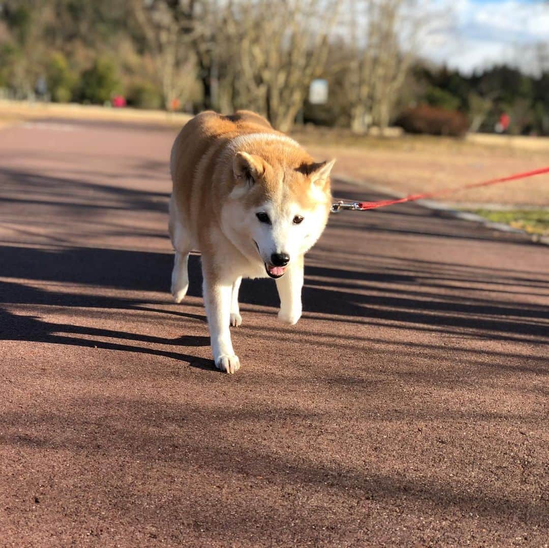 加藤るみさんのインスタグラム写真 - (加藤るみInstagram)「@feiler_jp の柴犬ポーチが可愛すぎて💙💙💙 柴犬グッズは宗教上の理由wで即買い🐕 うちの可愛い柴犬も載せます😍(親バカ) #柴犬」9月17日 0時23分 - rumicinema