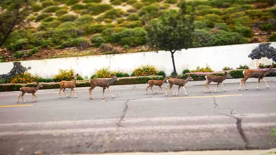 Terry Matalasさんのインスタグラム写真 - (Terry MatalasInstagram)「Can’t pull out of the driveway cuz...」9月17日 0時37分 - terrymatalas