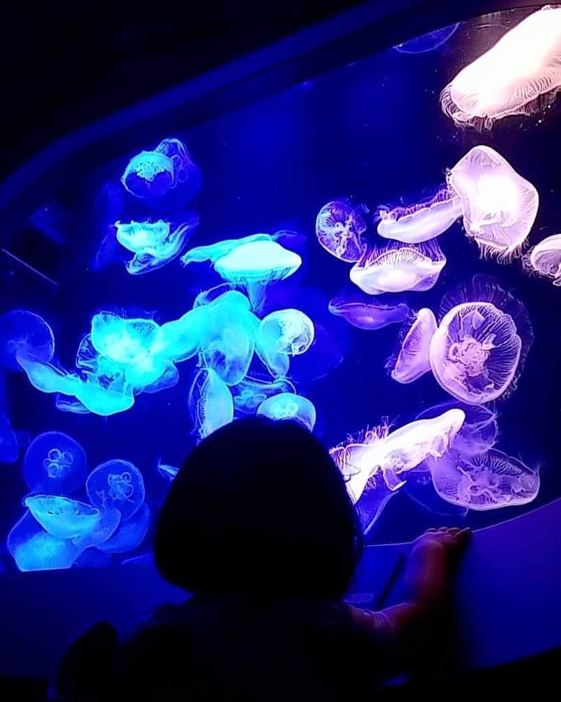のインスタグラム：「. 予定の詰まり気味だった 2週間の〆は姪・甥と #海の中道 #マリンワールド 🐬💕 . 兄夫婦のOff day✨ 亡き両親＝じいじ、ばあばに代わって 存分に楽しみました〜♪ 便利なおじ・おばでᵒᵏ👌💓 . また9/30まで、 「マリンワールドの夏祭り」と題して、 九州各県のお祭りが紹介され、 宮崎は高千穂、天岩戸木彫 工藤さんのお父様の神楽面が展示✨ 現在、福岡市内で見られるのは マリンワールドだけだそうですよ〜🙋‍♀️ 大分県は日田祇園祭でした♪ . .」