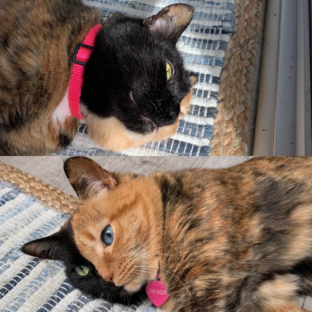 Venus Cat さんのインスタグラム写真 - (Venus Cat Instagram)「Which do you think is my better side? 🖤 or 🧡」9月17日 0時53分 - venustwofacecat