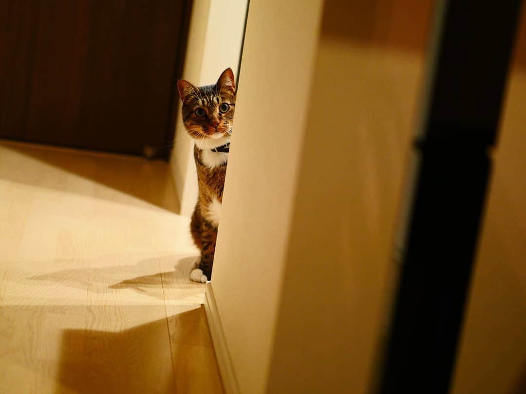 柚月美穂のインスタグラム：「#randompic . . 仲良くしてくださってるお姉様のおうち猫様に会ってきまして。 . おおねこさま… . . りっちゃんもそのうちこんなに大きいお兄さんになれるのかなぁ🍄 . 可愛い貫禄🍑 ちなみにお馴染み実家猫【王子】よりも 大きなお猫さまです…🤣😂 . . #猫 #キジトラ #ねこすたぐらむ  #にゃんすたぐらむ #にゃんこ #にゃんだふるライフ #ネコ　 #ねこのいる生活 #cat  #catstagram #kitty #catstagram_japan #ilovemycat #instagramcats #meow #meowbox #catsofinstagram #pet #instagood . #Lumix #gh4」