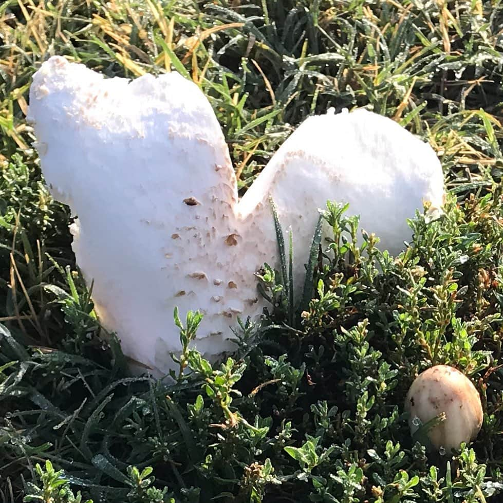 ニア・ヴァルダロスさんのインスタグラム写真 - (ニア・ヴァルダロスInstagram)「Mushroom looking for love...」9月17日 1時34分 - niavardalos