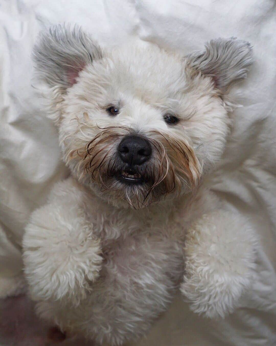 DogsOf Instagramのインスタグラム：「“Charlie the Wheaten 🐾” writes @charlienycwheaten  #dogsofinstagram」