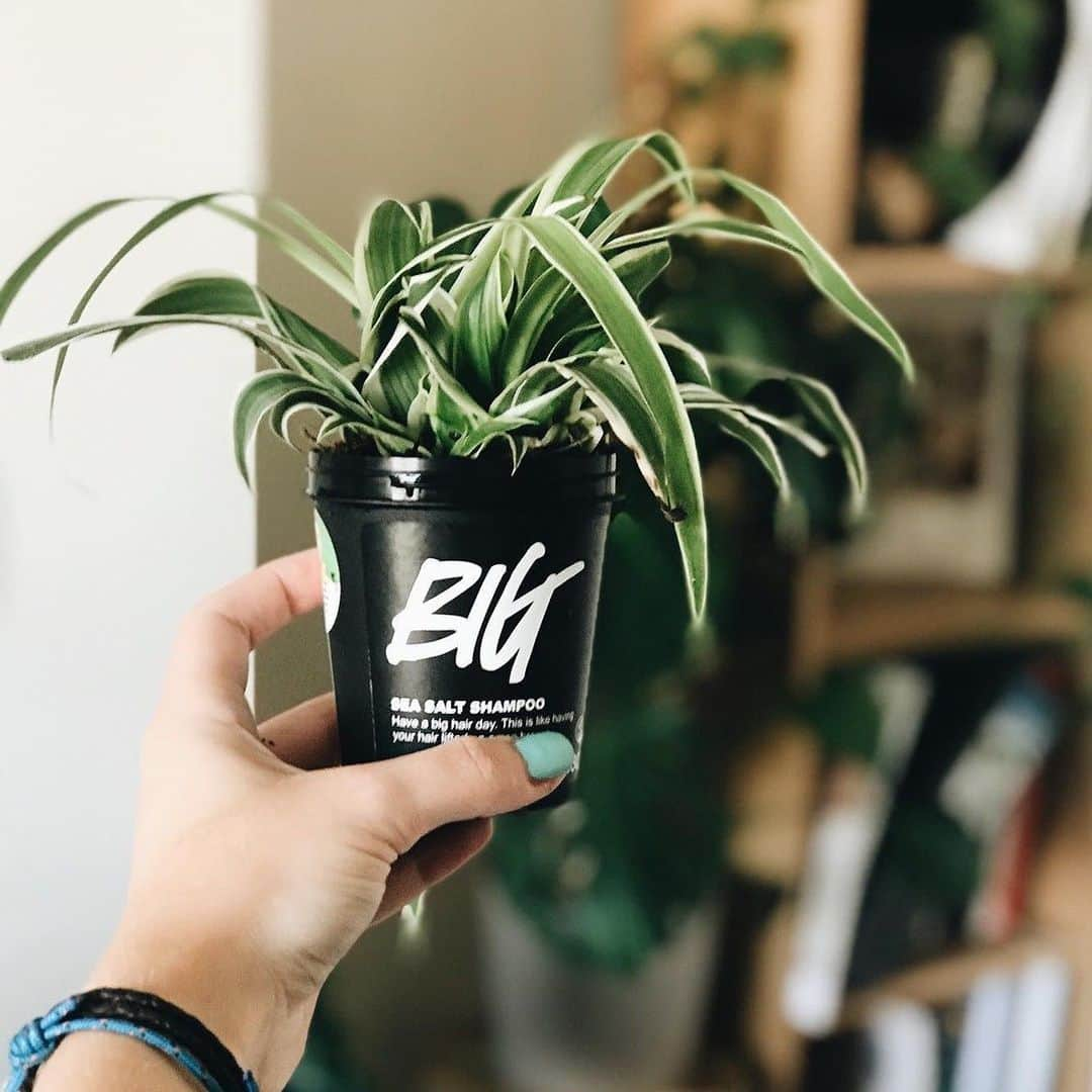 LUSH Cosmeticsさんのインスタグラム写真 - (LUSH CosmeticsInstagram)「Want your plant bb's to grow up big and strong? Try upcycling your latest empty black pot and see how Big your garden can grow. 🌿💚⁠⠀ ⁠⠀ What's your fav upcycling trick? Let us know below! ⬇️⁠⠀ ⁠⠀ /📷: @kat_selfe ⁠⠀ *⁠⠀ *⁠⠀ *⁠⠀ *⁠⠀ #recycle #diy #handmade #reuse #upcycled #repurpose」9月17日 2時31分 - lushcosmetics