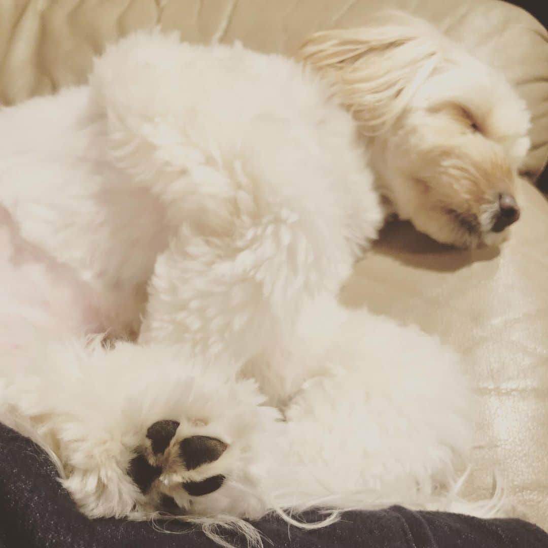北山陽一のインスタグラム：「おやすみなさい  #きたやまおもち」