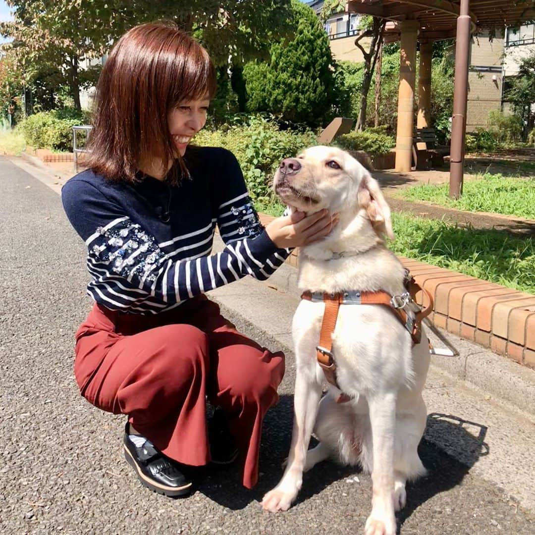 菊池良子さんのインスタグラム写真 - (菊池良子Instagram)「ロケで盲導犬にお会いしました🐕  アイマスクをして盲導犬と歩きましたがスピード感があって驚きました😲  とても美しい盲導犬なので触りたくなるかもしれませんが、実際に見かけた時は人間にだけ声をかけてお仕事中の盲導犬には触ったり声をかけたりしないで下さいね😊  詳しくは10月後半号のねりまホットラインで📺  #ロケ #練馬 #ねりまほっとライン #盲導犬 #アイメイト #わんわん #アイメイト協会 #助け合いの街 #取材 #フリーアナウンサー #今日のコーデ #ロケコーデ #tops #chesty  #fashion #sサイズコーデ #お出かけコーデ #動きやすい服」9月17日 12時39分 - kikuryo627happy