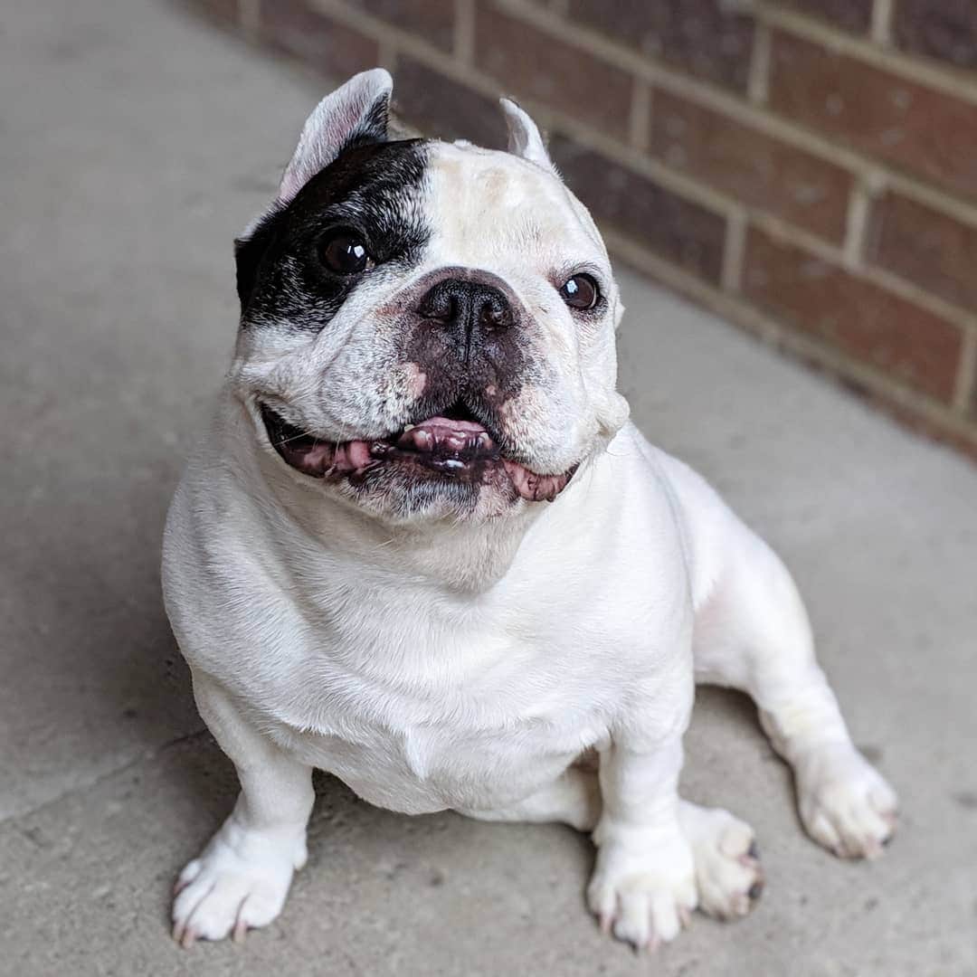 Manny The Frenchieのインスタグラム：「Felt cute. Might delete later.」