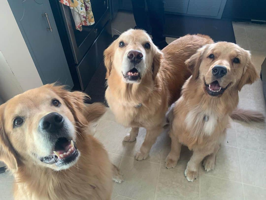 モヒートさんのインスタグラム写真 - (モヒートInstagram)「Our best friend is here for a sleepover! Here are some goofy golden smiles to brighten your Monday ☀️ ------------------------------- #goldensofig #goldenretriever  #goldenretrieversofinstagram #betterwithpets #dogsofig  #dogsofinstagram #fluffypack #gloriousgoldens #welovegoldens #ilovemydog #goldenlife #bestwoof #ProPlanDog #ilovegolden_retrievers #mydogiscutest #retrieversgram #dogsofcle  #cousins #bestfriend #smile」9月17日 5時10分 - mojito_rose_family