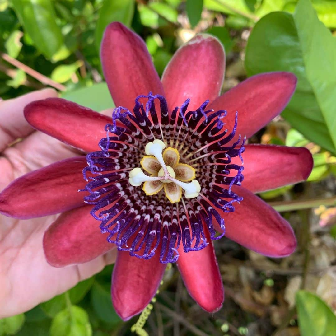 クリスティン・デイヴィスさんのインスタグラム写真 - (クリスティン・デイヴィスInstagram)「Those of you who have followed me for a long time , know that I love to garden. This is my most favorite Passion flower , I’ve posted it before. It is blooming now at my old house😭. I went over to visit and here it was and I just want to say that whomever ends up buying this property will have so many joys that will unfold during the year. I miss this house , change is hard .」9月17日 6時32分 - iamkristindavis