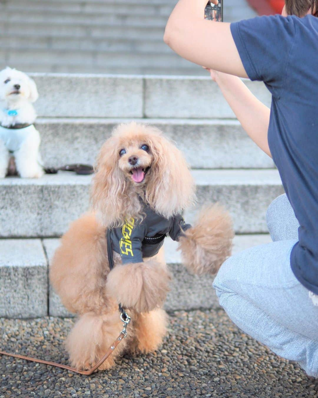 Toypoodle Mikuru?Asakusa Tokyoさんのインスタグラム写真 - (Toypoodle Mikuru?Asakusa TokyoInstagram)「20190917 Tuesday. Good morning! Friends 💕 爽やかな朝〜っぽく感じたあさんぽ😄 . ❶ おはよーウォーキング動画 ❷ 宝蔵門より ❸ ミルクちゃん撮影の邪魔😅 ❹ 集合写真は安定の第1離脱 ❺ 肉活動画🍖 ❻ お家へ帰ろう . 三連休なんてあっという間に終了😭 勿体無いけど、殆ど寝て過ごしました😂 人間こんなに寝れるものなのね🤣🤣🤣 . #浅草寺 #宝蔵門 #肉活 . 今週もよろしくねッ😆」9月17日 7時31分 - purapura299