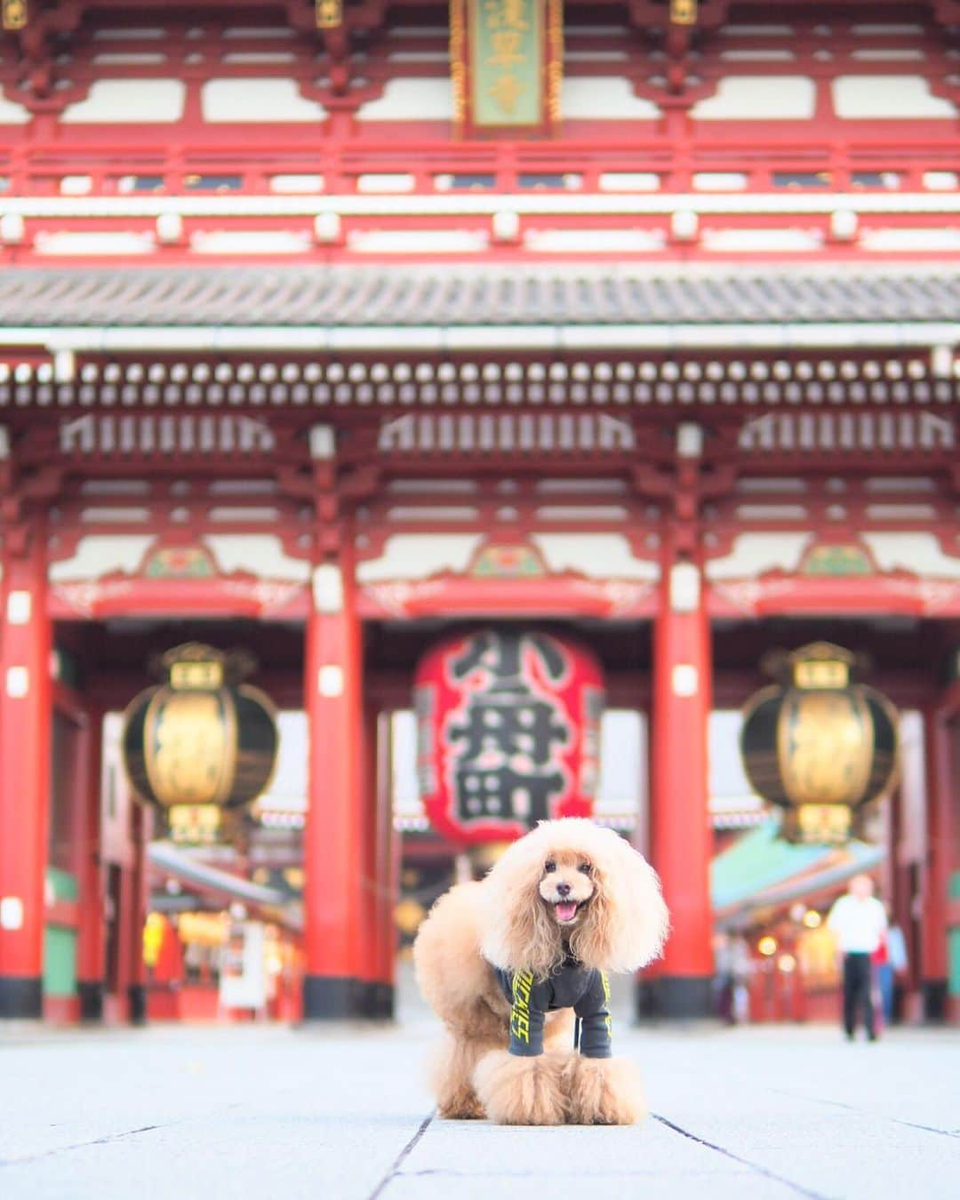 Toypoodle Mikuru?Asakusa Tokyoさんのインスタグラム写真 - (Toypoodle Mikuru?Asakusa TokyoInstagram)「20190917 Tuesday. Good morning! Friends 💕 爽やかな朝〜っぽく感じたあさんぽ😄 . ❶ おはよーウォーキング動画 ❷ 宝蔵門より ❸ ミルクちゃん撮影の邪魔😅 ❹ 集合写真は安定の第1離脱 ❺ 肉活動画🍖 ❻ お家へ帰ろう . 三連休なんてあっという間に終了😭 勿体無いけど、殆ど寝て過ごしました😂 人間こんなに寝れるものなのね🤣🤣🤣 . #浅草寺 #宝蔵門 #肉活 . 今週もよろしくねッ😆」9月17日 7時31分 - purapura299