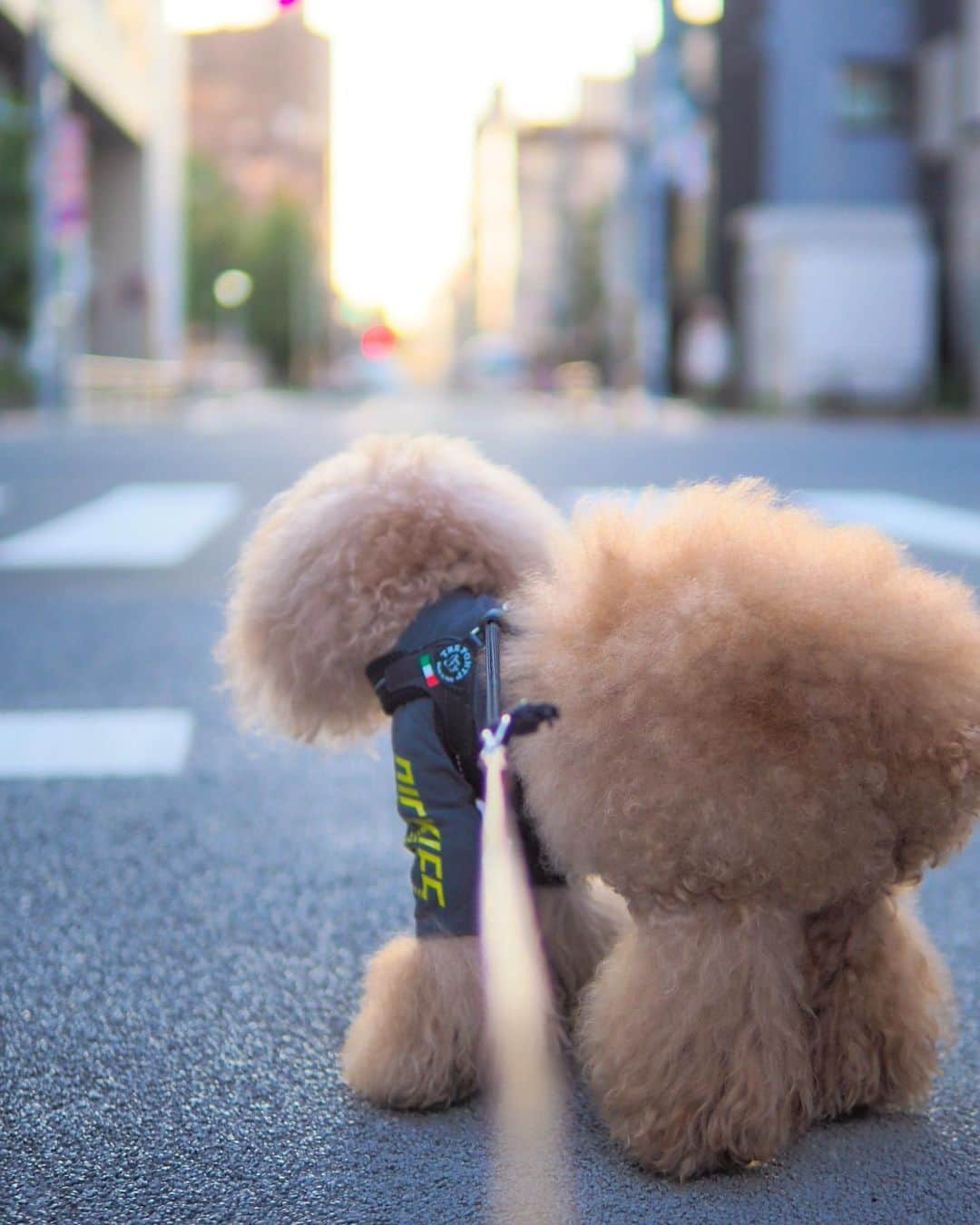 Toypoodle Mikuru?Asakusa Tokyoさんのインスタグラム写真 - (Toypoodle Mikuru?Asakusa TokyoInstagram)「20190917 Tuesday. Good morning! Friends 💕 爽やかな朝〜っぽく感じたあさんぽ😄 . ❶ おはよーウォーキング動画 ❷ 宝蔵門より ❸ ミルクちゃん撮影の邪魔😅 ❹ 集合写真は安定の第1離脱 ❺ 肉活動画🍖 ❻ お家へ帰ろう . 三連休なんてあっという間に終了😭 勿体無いけど、殆ど寝て過ごしました😂 人間こんなに寝れるものなのね🤣🤣🤣 . #浅草寺 #宝蔵門 #肉活 . 今週もよろしくねッ😆」9月17日 7時31分 - purapura299