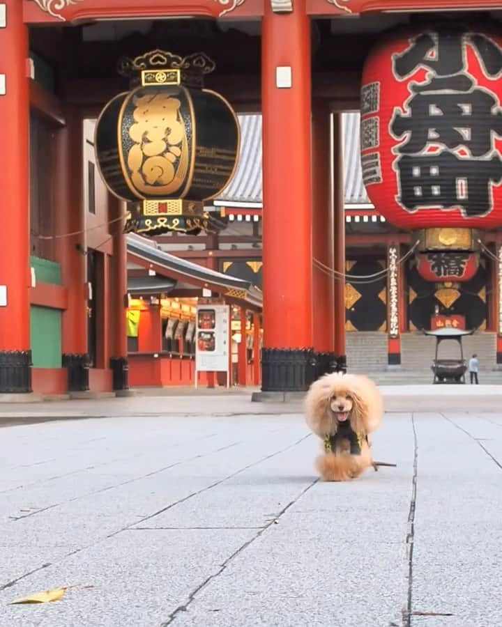 Toypoodle Mikuru?Asakusa Tokyoのインスタグラム