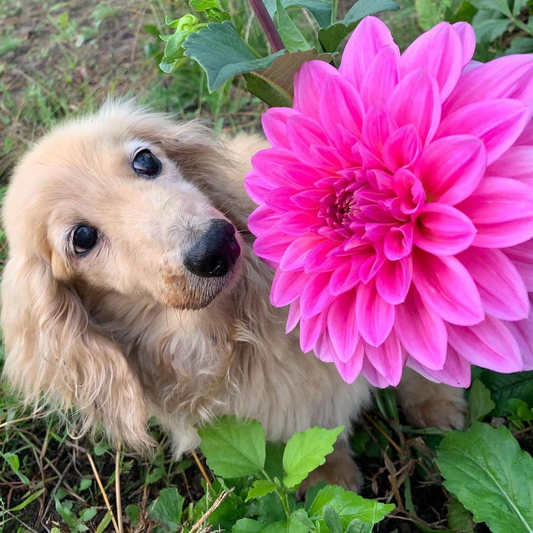 ハッチ＆ニコのインスタグラム：「Good morning ☁️ おはダリア🌺 #ダリア #カメラ嫌い同好会 #pecoいぬ部 #犬の生活が第一 #癒しわんこ #dachshund #犬バカ部 #短足部 #ふわもこ部 #tokyocameraclub #東京カメラ部」